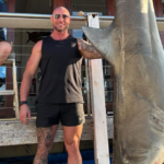 Pescadores capturam tubarão-touro de 150 kg no porto de Sydney