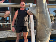 Pescadores capturam tubarão-touro de 150 kg no porto de Sydney Pescadores capturam tubarão-touro de 150 kg no porto de Sydney