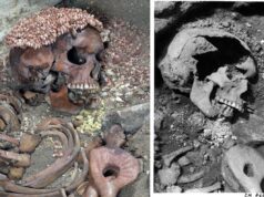 Pesquisadores descobrem que ‘Jovem Príncipe’ pode ter sido morto em ataque de urso Pesquisadores descobrem que 'Jovem Príncipe' pode ter sido morto em ataque de urso