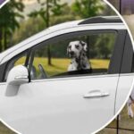 A Ministra da Agricultura, Tara Moriarty, disse: