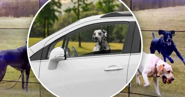 A Ministra da Agricultura, Tara Moriarty, disse: 