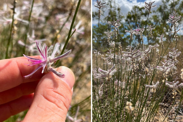 Planta considerada extinta há meio século encontrada repentinamente em local inesperado
