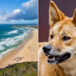 Vista aérea da rodovia 75 Mile Beach em K'gari, Queensland, Austrália.