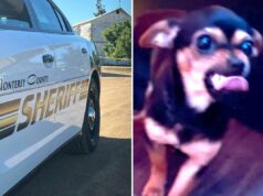 Policiais procuram cachorrinho desaparecido jogado contra eles pelo suspeito – e são forçados a explicar a foto não ‘fofa’ do cachorro Pinscher Doberman miniatura chamado Money.