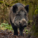 o reconhecimento químico militar mede o nível de radiação, antigo sinal textural de perigo de radiação, no contexto da natureza infectada.