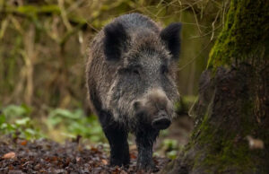 Por que os javalis da Baviera são mais radioativos que os lobos de Chernobyl o reconhecimento químico militar mede o nível de radiação, antigo sinal textural de perigo de radiação, no contexto da natureza infectada.
