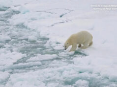 Por que os ursos polares de Svalbard estão engordando? Yahoo news home