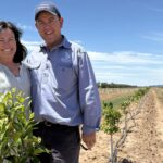 Pressionados pelos custos: por que esses produtores de algodão estão plantando 148 mil laranjeiras