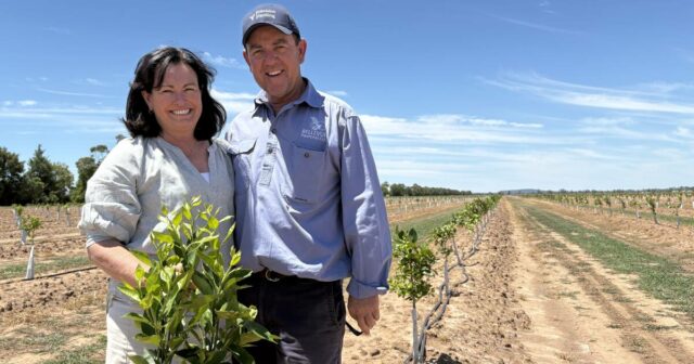 Pressionados pelos custos: por que esses produtores de algodão estão plantando 148 mil laranjeiras
