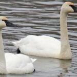 Ícone de conversão de texto em fala