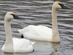 Proposta de temporada de caça ao cisne-tundra nas pradarias desperta preocupação dos caçadores Ícone de conversão de texto em fala