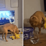 Proprietário filma a brincadeira do cachorrinho – captura acidentalmente um efeito colateral inesperado