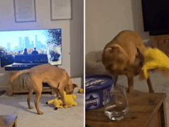 Proprietário filma a brincadeira do cachorrinho – captura acidentalmente um efeito colateral inesperado Proprietário filma a brincadeira do cachorrinho – captura acidentalmente um efeito colateral inesperado