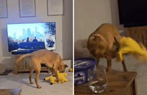 Proprietário filma a brincadeira do cachorrinho – captura acidentalmente um efeito colateral inesperado Proprietário filma a brincadeira do cachorrinho – captura acidentalmente um efeito colateral inesperado