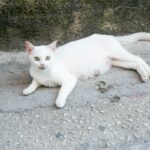 Proprietário resgata um gato e fica chocado quando dois dias depois recebe uma surpresa tripla