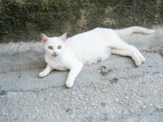 Proprietário resgata um gato e fica chocado quando dois dias depois recebe uma surpresa tripla Proprietário resgata um gato e fica chocado quando dois dias depois recebe uma surpresa tripla