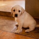 Proprietários de filhotes de Golden Retriever forçados a colocar ‘bloqueios’, deliciam-se com o porquê