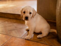 Proprietários de filhotes de Golden Retriever forçados a colocar ‘bloqueios’, deliciam-se com o porquê Proprietários de filhotes de Golden Retriever forçados a colocar ‘bloqueios’, deliciam-se com o porquê