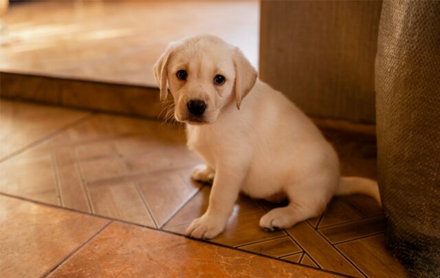 Proprietários de filhotes de Golden Retriever forçados a colocar ‘bloqueios’, Proprietários de filhotes de Golden Retriever forçados a colocar ‘bloqueios’, deliciam-se com o porquê