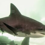 Os tubarões-touro são conhecidos por serem mais agressivos do que outras espécies de tubarões.