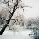 Central Park sob neve, Nova York, fevereiro de 2010. Nevasca espessa, árvores ao redor com neve nos galhos.