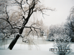 Queda de neve em Nova York faz com que milhões de dólares sejam negociados em mercados de previsão Central Park sob neve, Nova York, fevereiro de 2010. Nevasca espessa, árvores ao redor com neve nos galhos.