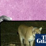 Ratos desfocados e coiotes com sarna: o subreddit estranhamente emocionante dedicado à identificação da vida selvagem