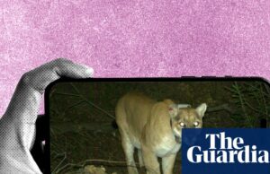 Ratos desfocados e coiotes com sarna: o subreddit estranhamente emocionante dedicado à identificação da vida selvagem Ratos desfocados e coiotes com sarna: o subreddit estranhamente emocionante dedicado à identificação da vida selvagem