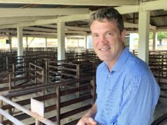 Rebanho de ovelhas reconstruído para restringir a oferta de cordeiros, apoiando os preços em 2026 Rebanho de ovelhas reconstruído para restringir a oferta de cordeiros, apoiando os preços em 2026