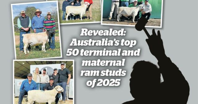 Revelado: os 50 principais reprodutores terminais e maternos da Austrália em 2025
