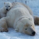 Três pequenos filhotes de urso polar branco e peludo se aconchegam nas costas da mãe.
