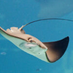 LazingBee / Getty Stingray em Ocean Harbor (imagem de banco de imagens)
