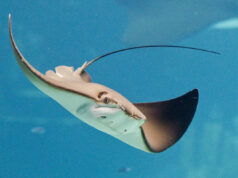 Stingray esfaqueia homem no estômago durante evento de treinamento para salvar vidas de surf, ‘Órgãos vitais faltando por pouco’ LazingBee / Getty Stingray em Ocean Harbor (imagem de banco de imagens)