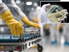 ‘Superbactéria’ mortal está se espalhando pelos EUA à medida que cresce a resistência aos medicamentos, alertam pesquisadores 'Superbactéria' mortal está se espalhando pelos EUA à medida que cresce a resistência aos medicamentos, alertam pesquisadores