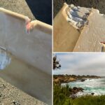 Surfista da Califórnia mordido por tubarão no primeiro ataque do estado em 2026: ‘Como ser atropelado por um carro’