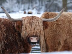 Tempestade Goretti escurece casas e interrompe viagens pelo norte da Europa Yahoo news home