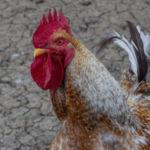 Terceira figura lutadora de galos de Amarillo condenada em caso de investigação federal de jogos de azar