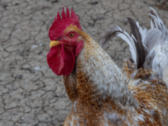 Terceira figura lutadora de galos de Amarillo condenada em caso de investigação federal de jogos de azar Terceira figura lutadora de galos de Amarillo condenada em caso de investigação federal de jogos de azar