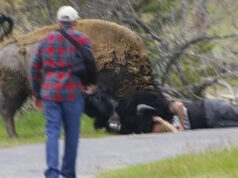 Turista de Yellowstone obtém carma instantâneo depois de chegar muito perto de bisões: ‘(Eles) são extremamente protetores’ Yahoo news home