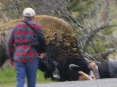 Turista de Yellowstone sofre consequências após chegar muito perto de bisão: ‘Não me sinto mal, nem um pouco’ Yahoo news home