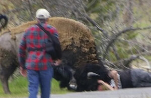Turista de Yellowstone sofre consequências após chegar muito perto de bisão: ‘Não me sinto mal, nem um pouco’ Yahoo news home
