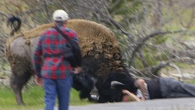 Turista de Yellowstone sofre consequências após chegar muito perto de Yahoo news home