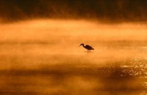 Turistas aproveitam passeios de barco no Lago Loktak enquanto a normalidade retorna em Manipur Turistas aproveitam passeios de barco no Lago Loktak enquanto a normalidade retorna em Manipur
