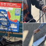 Turistas mergulham nas águas cheias de cocô do Píer de Santa Mônica, apesar dos germes e produtos químicos em uma das praias mais nojentas de Cali