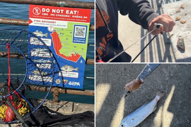 Turistas mergulham nas águas cheias de cocô do Píer de Turistas mergulham nas águas cheias de cocô do Píer de Santa Mônica, apesar dos germes e produtos químicos em uma das praias mais nojentas de Cali