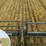 Uma mudança de colheita: Existe uma tendência de os agricultores da WA abandonarem o trigo?