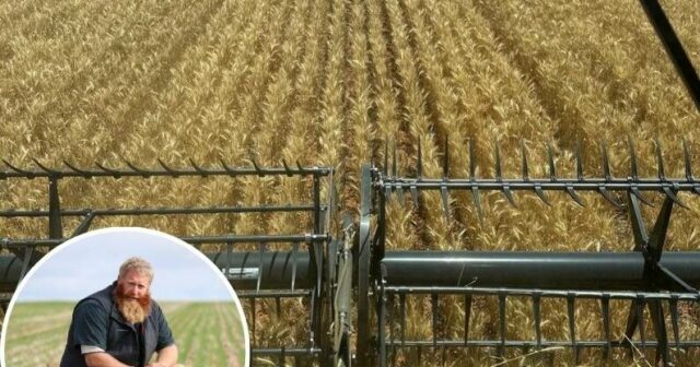 Uma mudança de colheita: Existe uma tendência de os agricultores da WA abandonarem o trigo?
