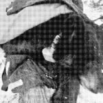 Um urso preto tranquilizado preparado para ser retirado de sua toca.