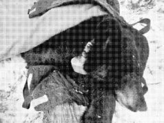 Urso negro ordenado a ser movido pela liderança do Parque Nacional de Banff contra o conselho de especialistas em vida selvagem Um urso preto tranquilizado preparado para ser retirado de sua toca.