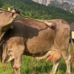 A vaca Veronika usa uma vassoura de várias maneiras para coçar.